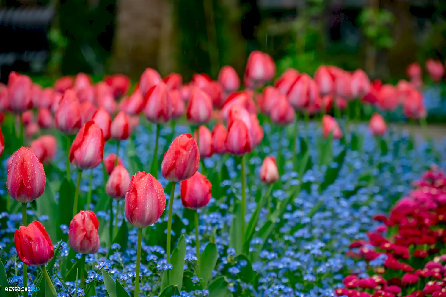 Весна в Сочи