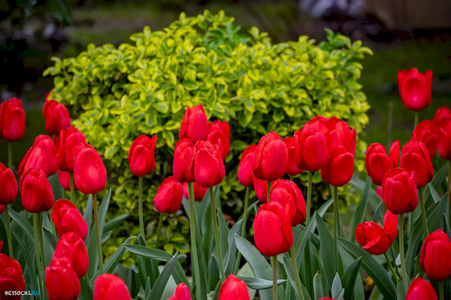Весна в Сочи