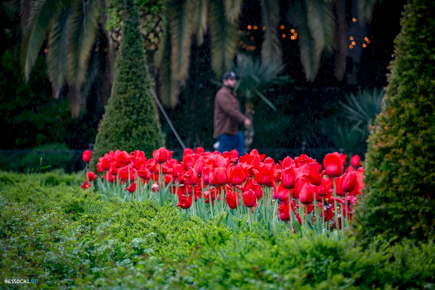 Весна в Сочи
