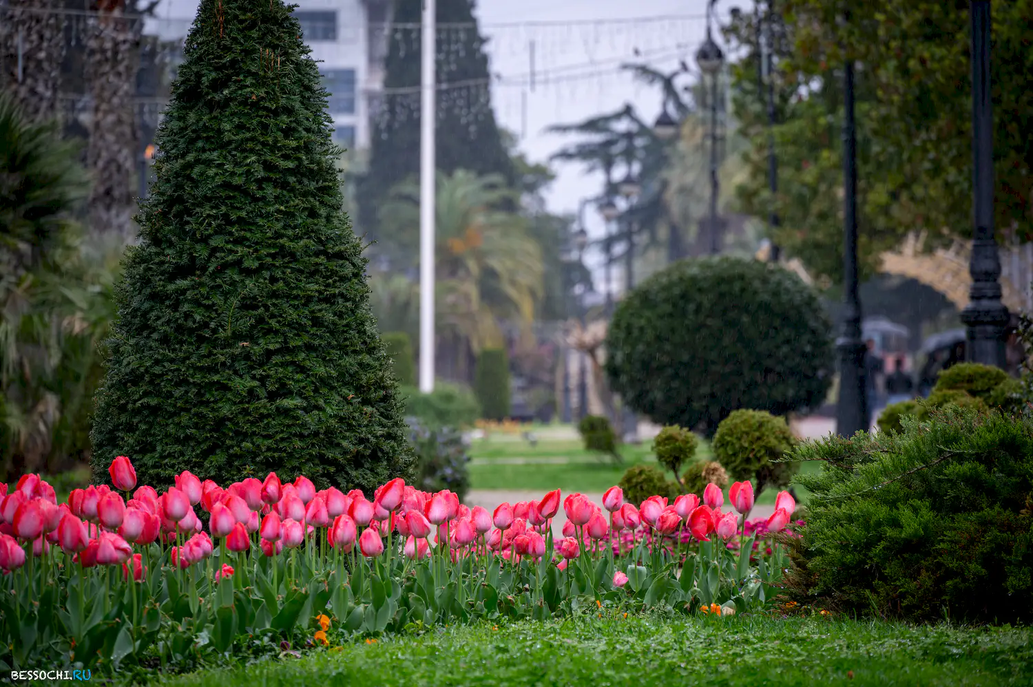 Весна в Сочи