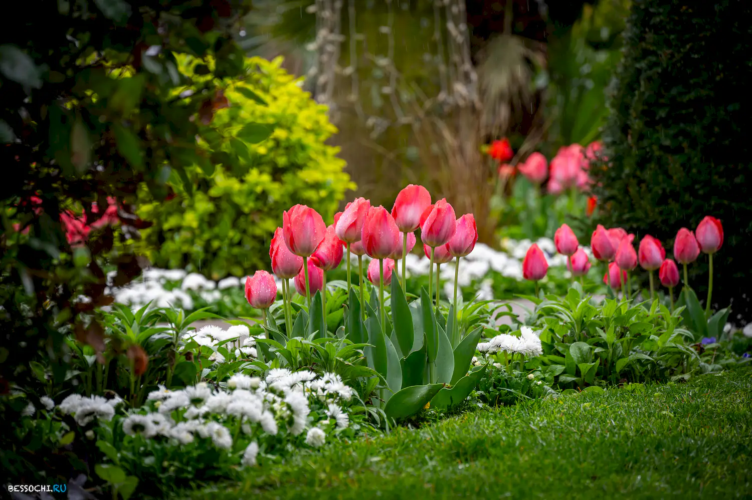 Весна в Сочи