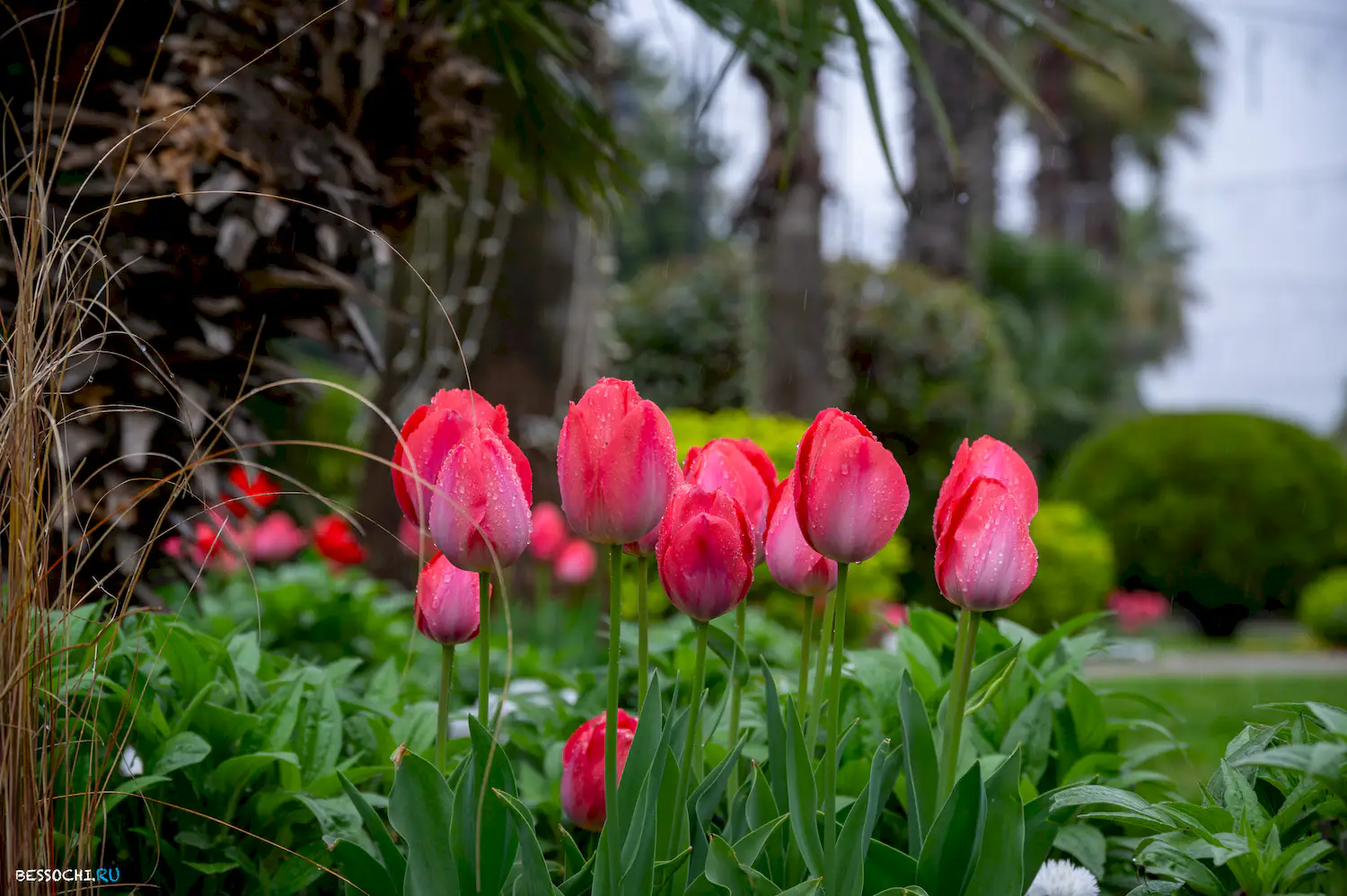 Весна в Сочи