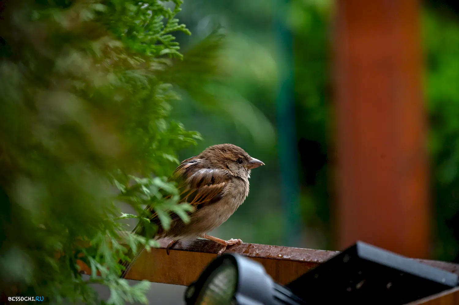 Весна в Сочи