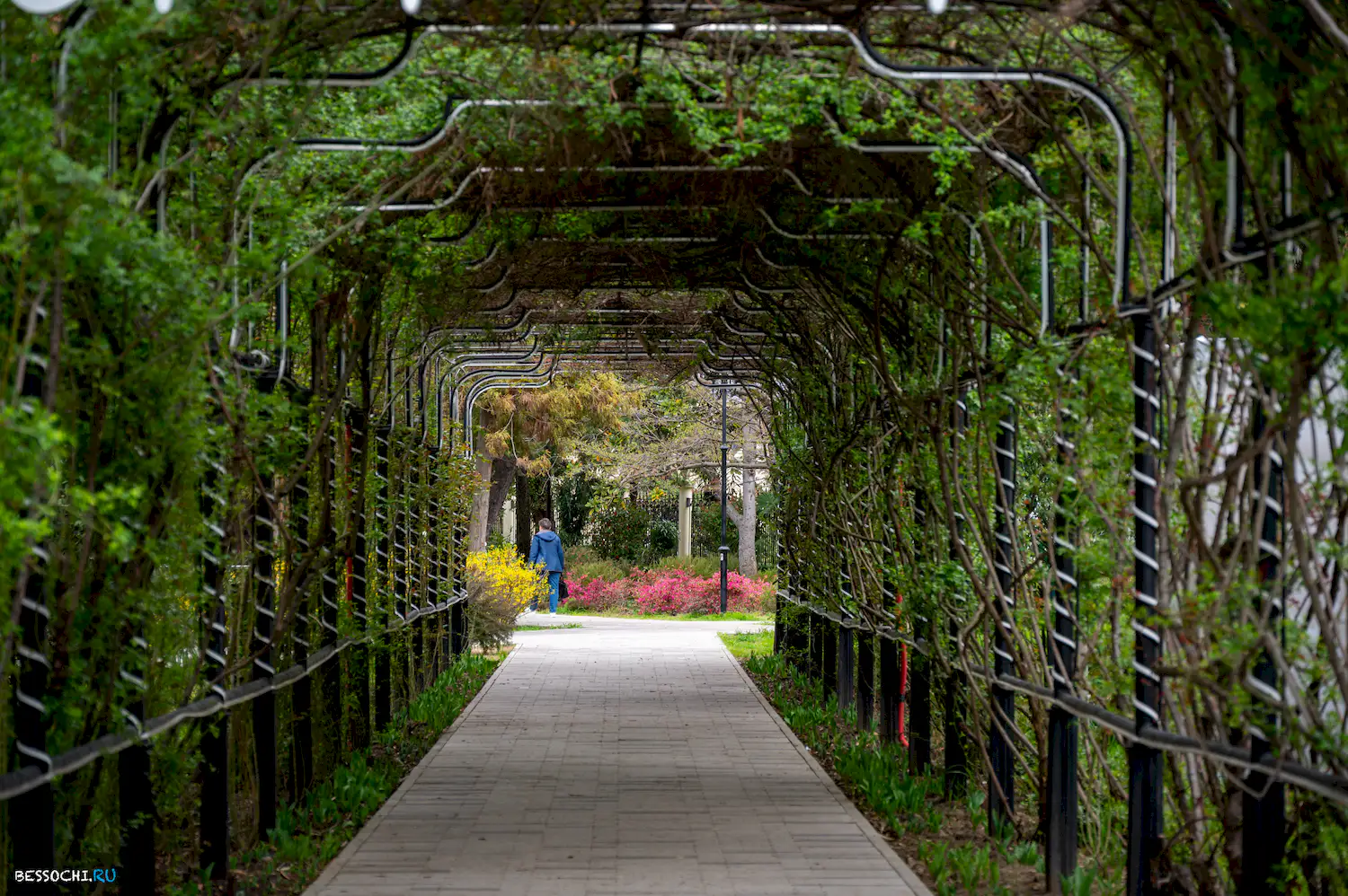 Весна в Сочи