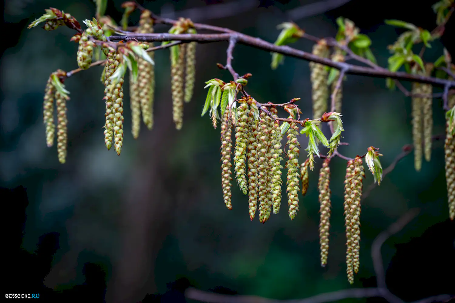 Весна в Сочи