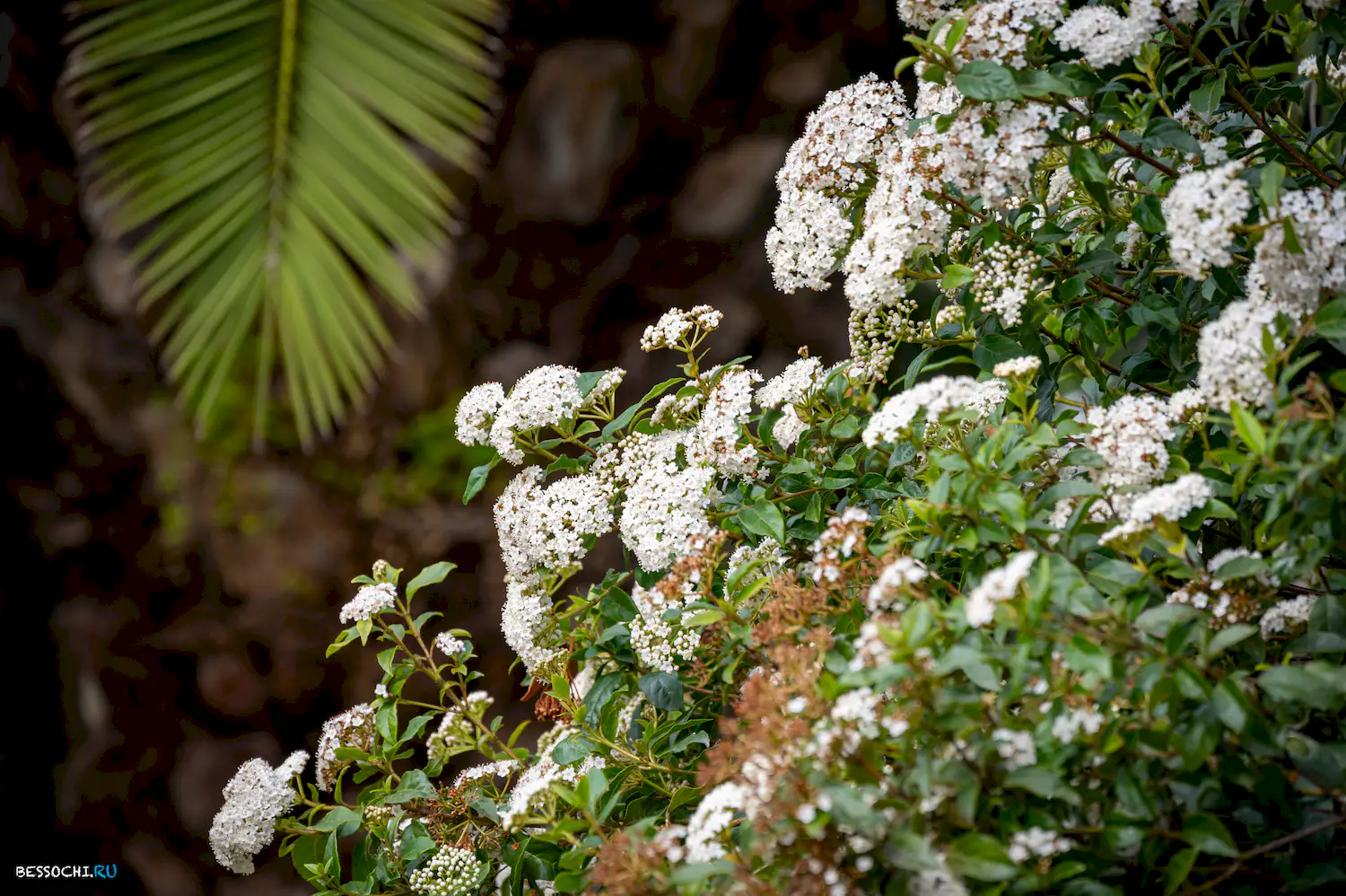 Весна в Сочи