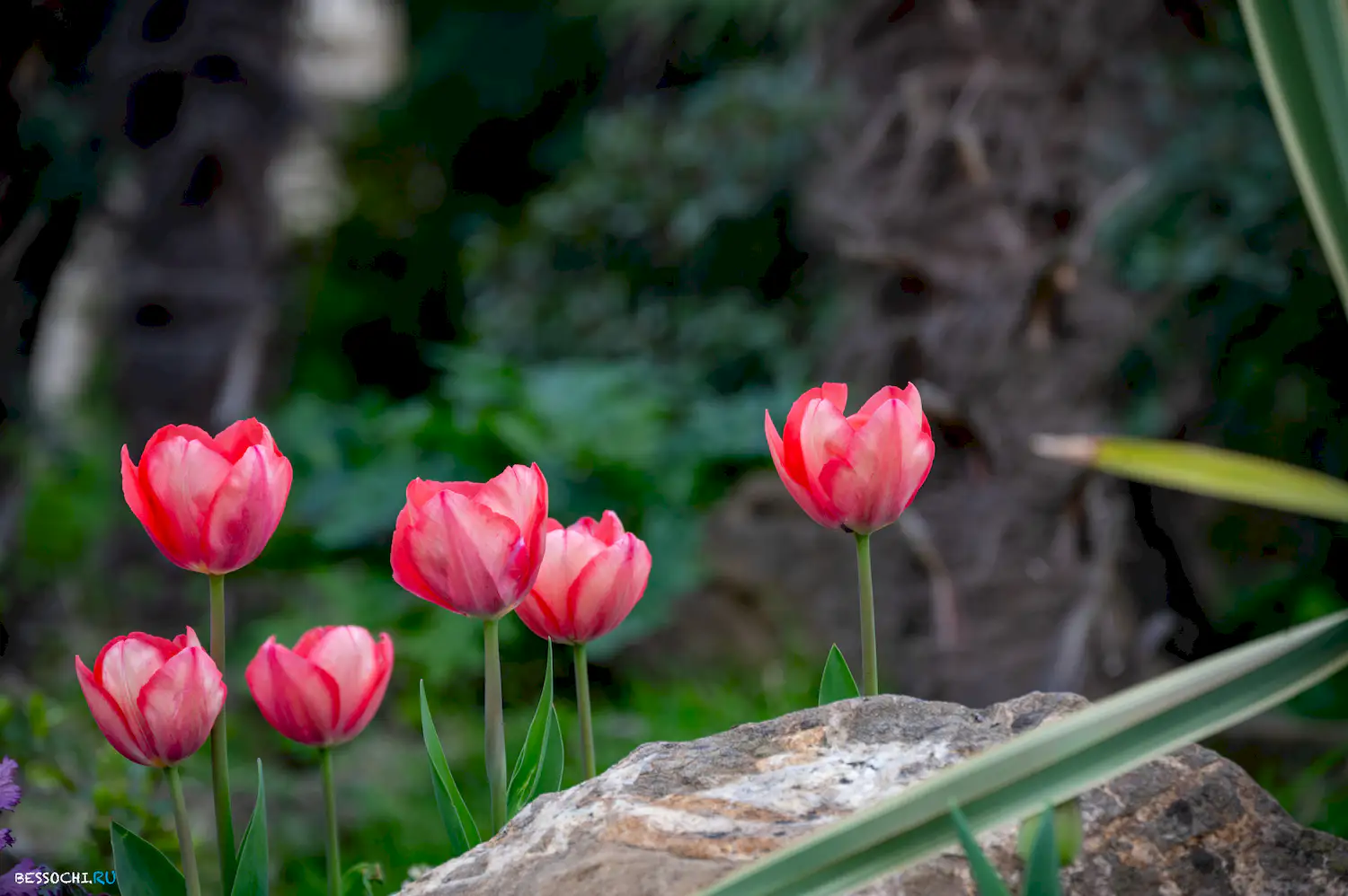 Весна в Сочи