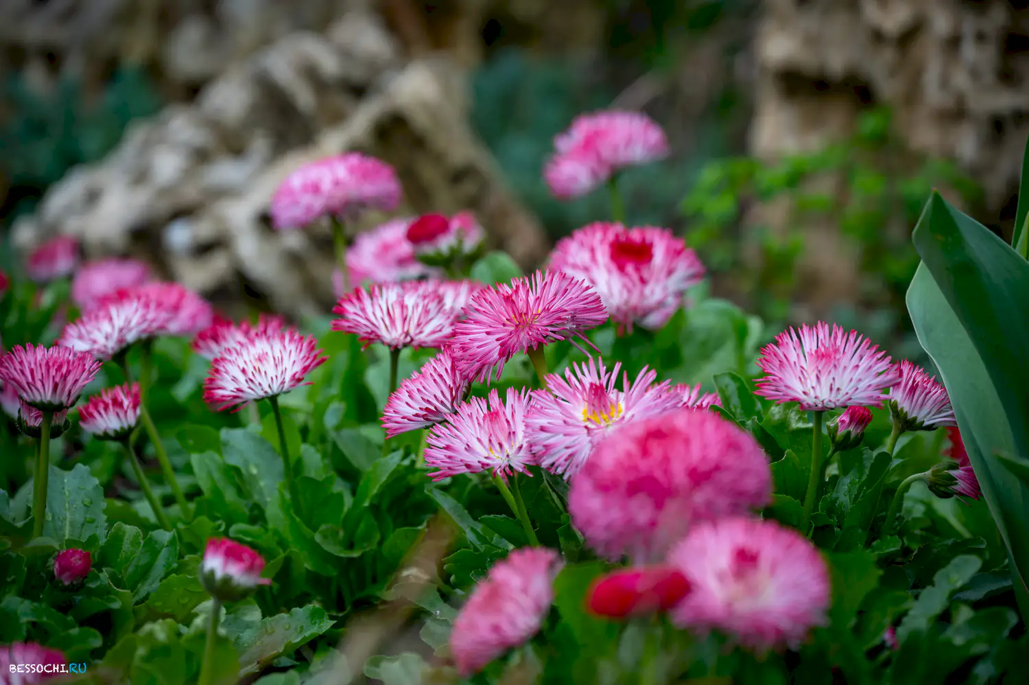 Весна в Сочи