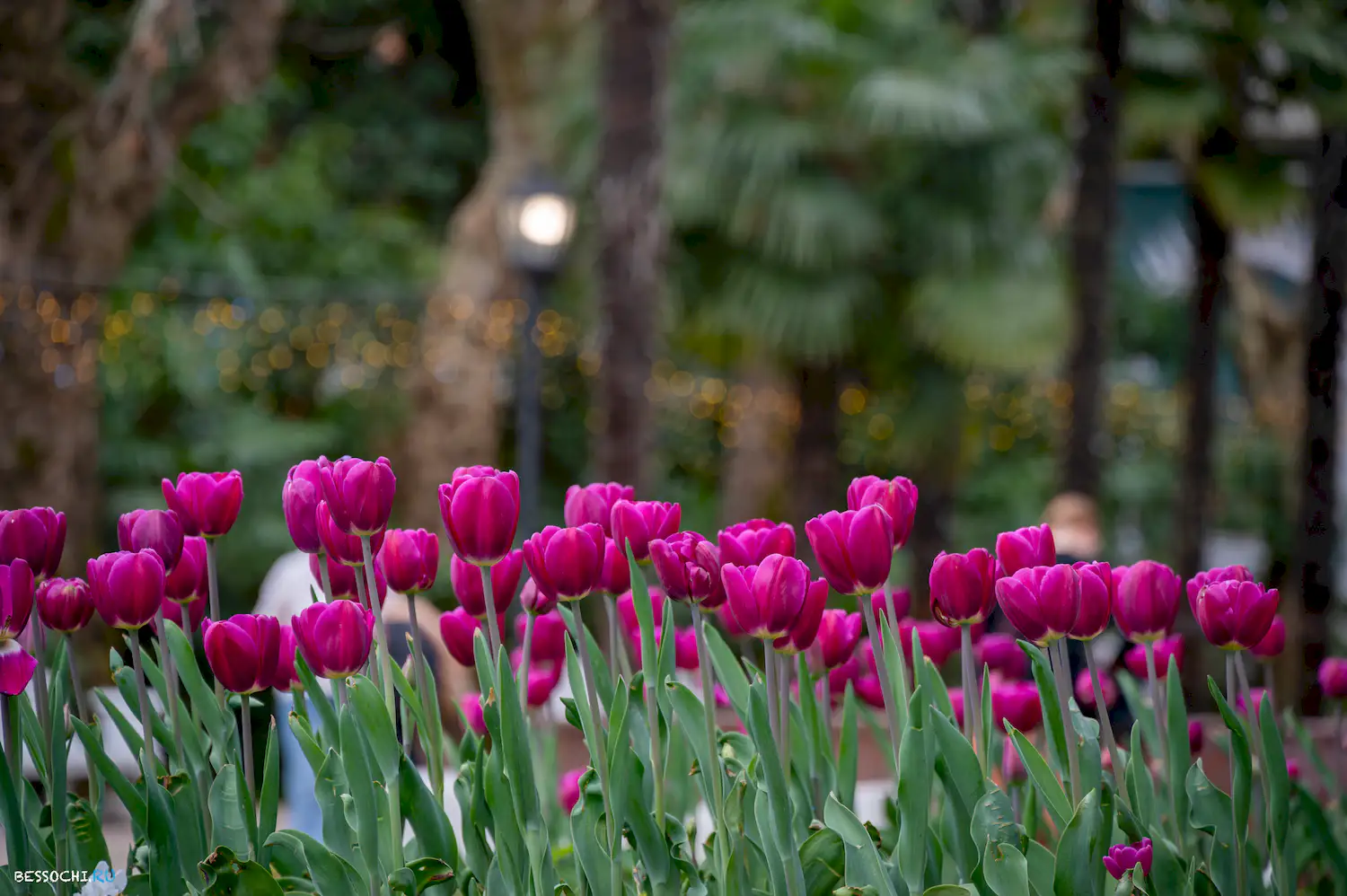 Весна в Сочи