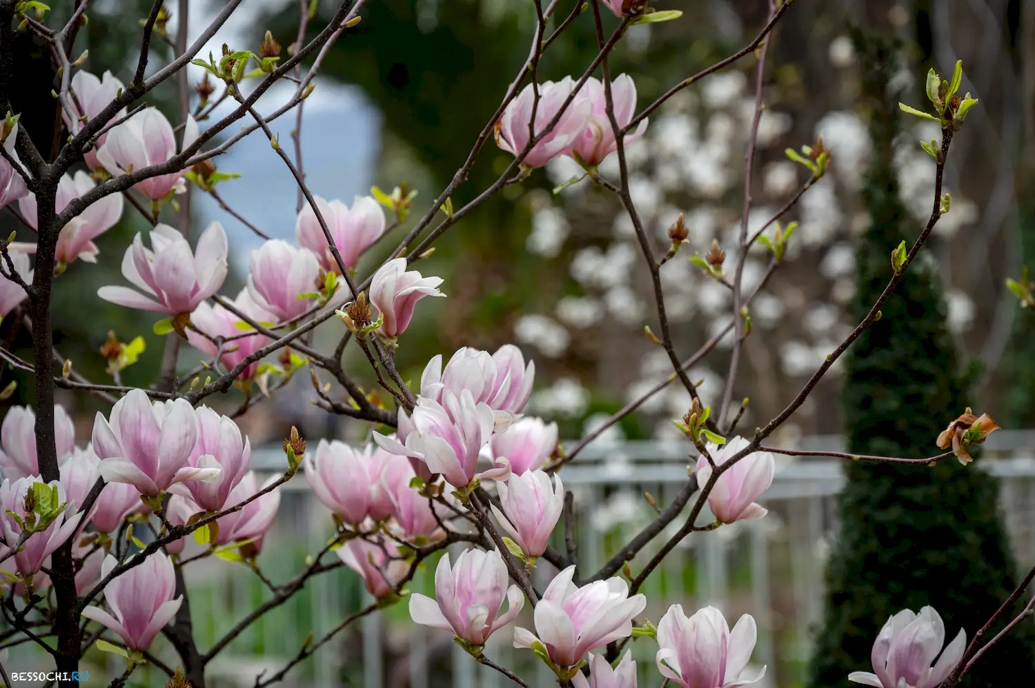Весна в Сочи