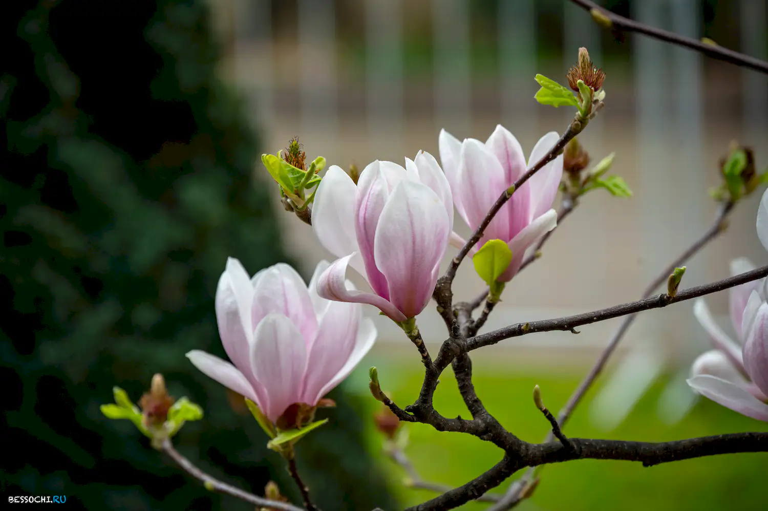 Весна в Сочи