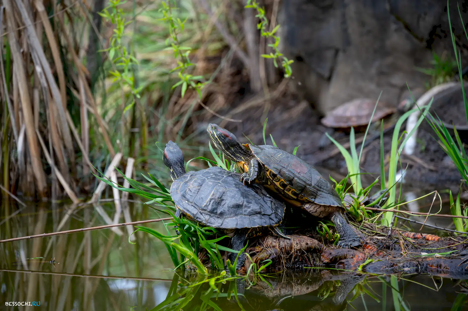 Весна в Сочи