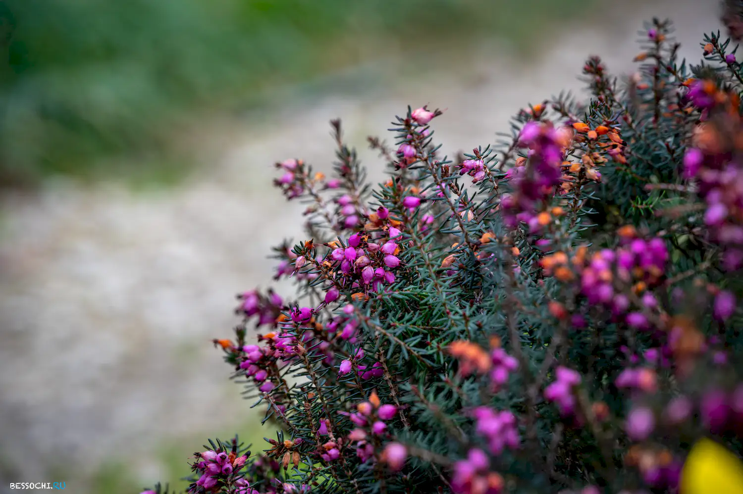 Весна в Сочи