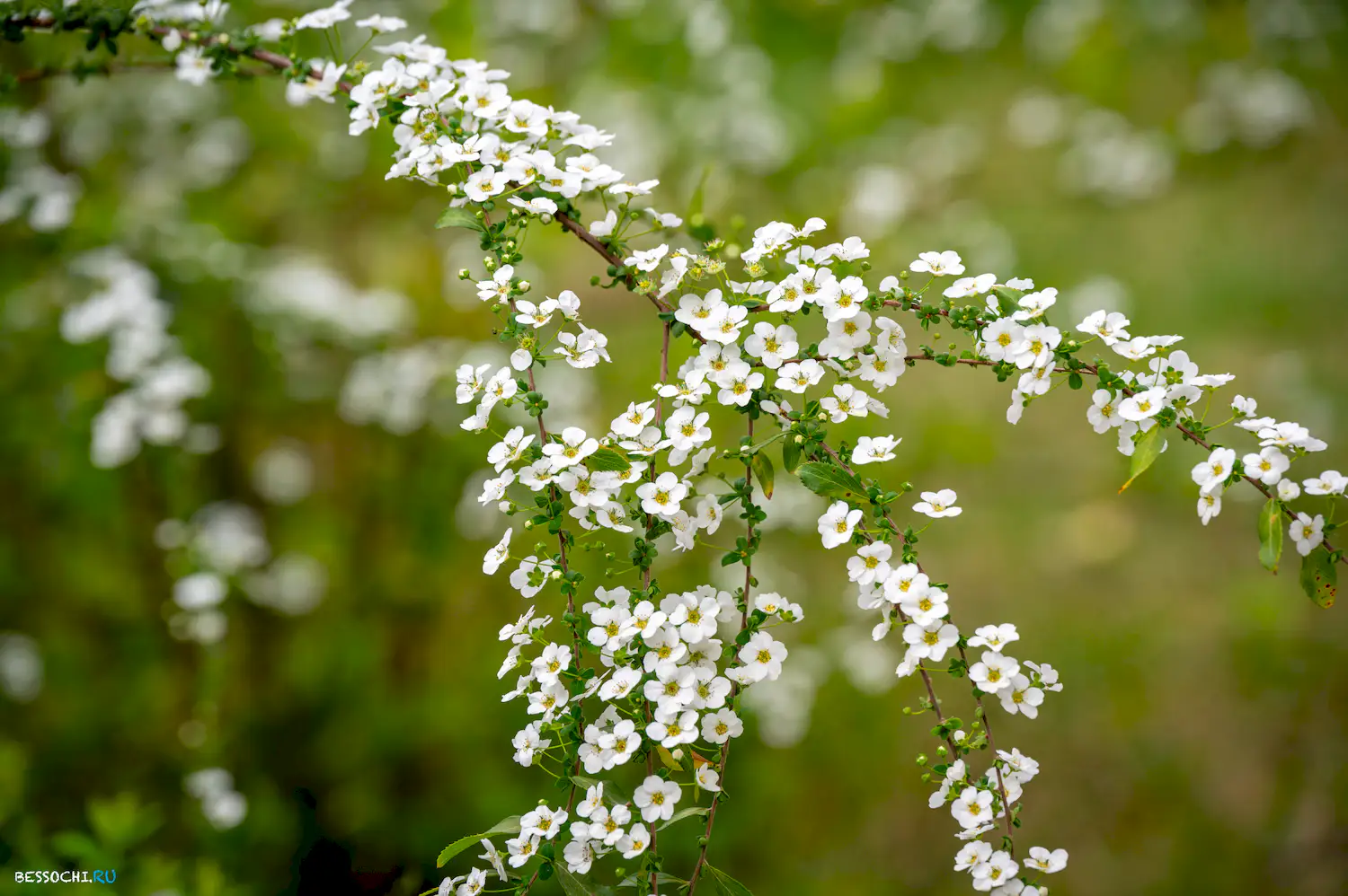 Весна в Сочи