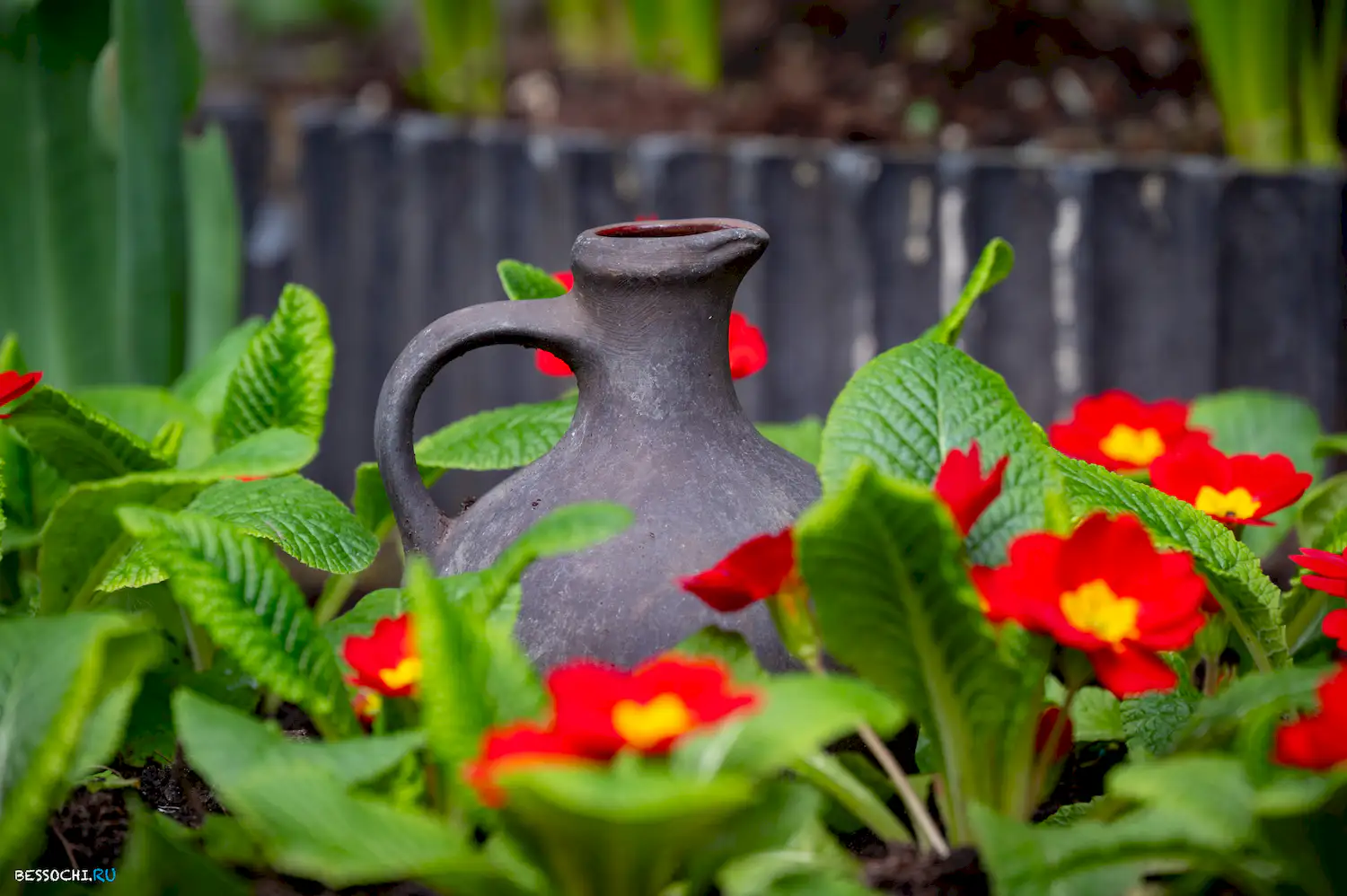 Весна в Сочи