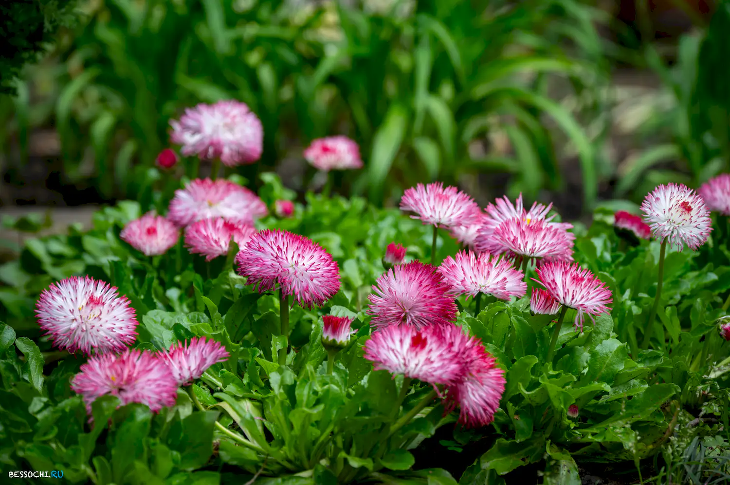 Весна в Сочи