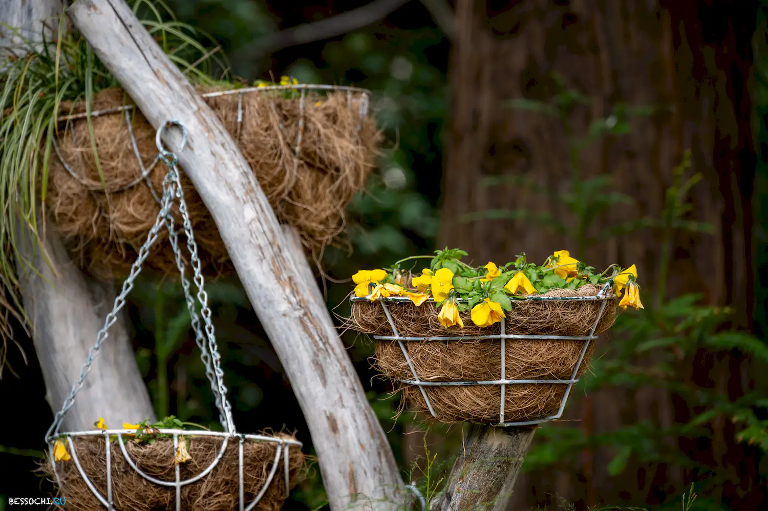 Весна в Сочи