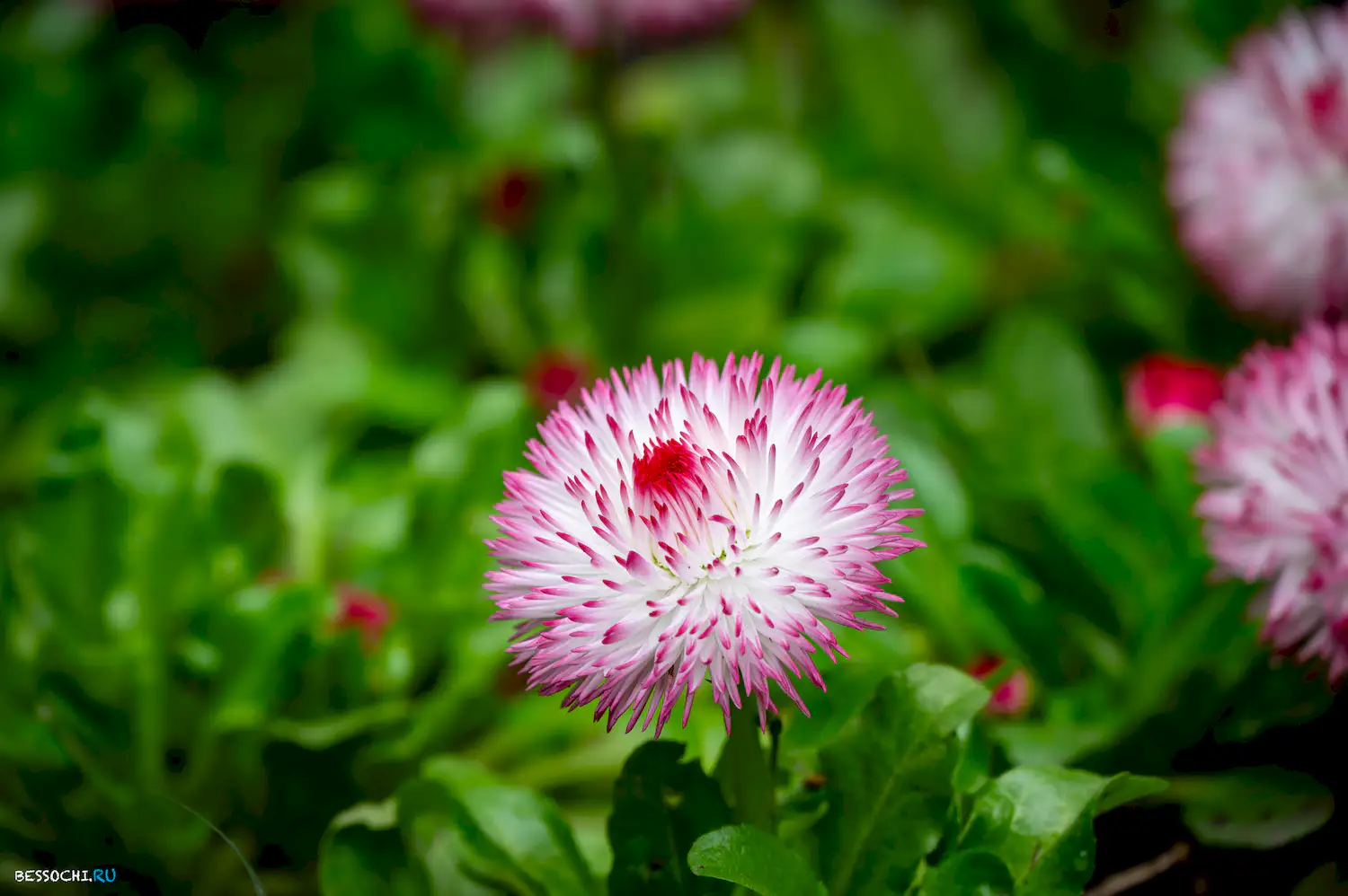 Весна в Сочи