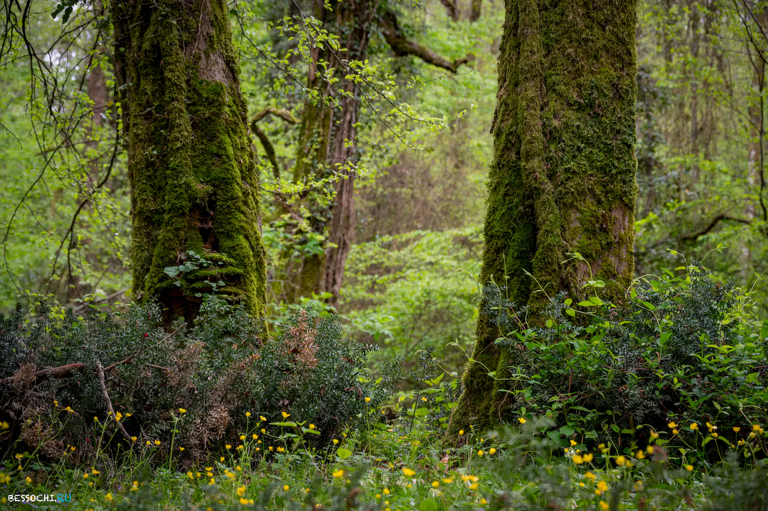 Грушевая поляна