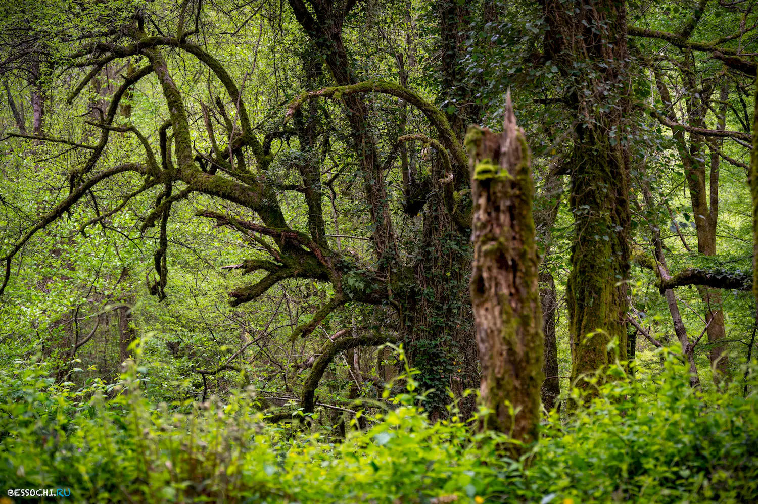 Грушевая поляна