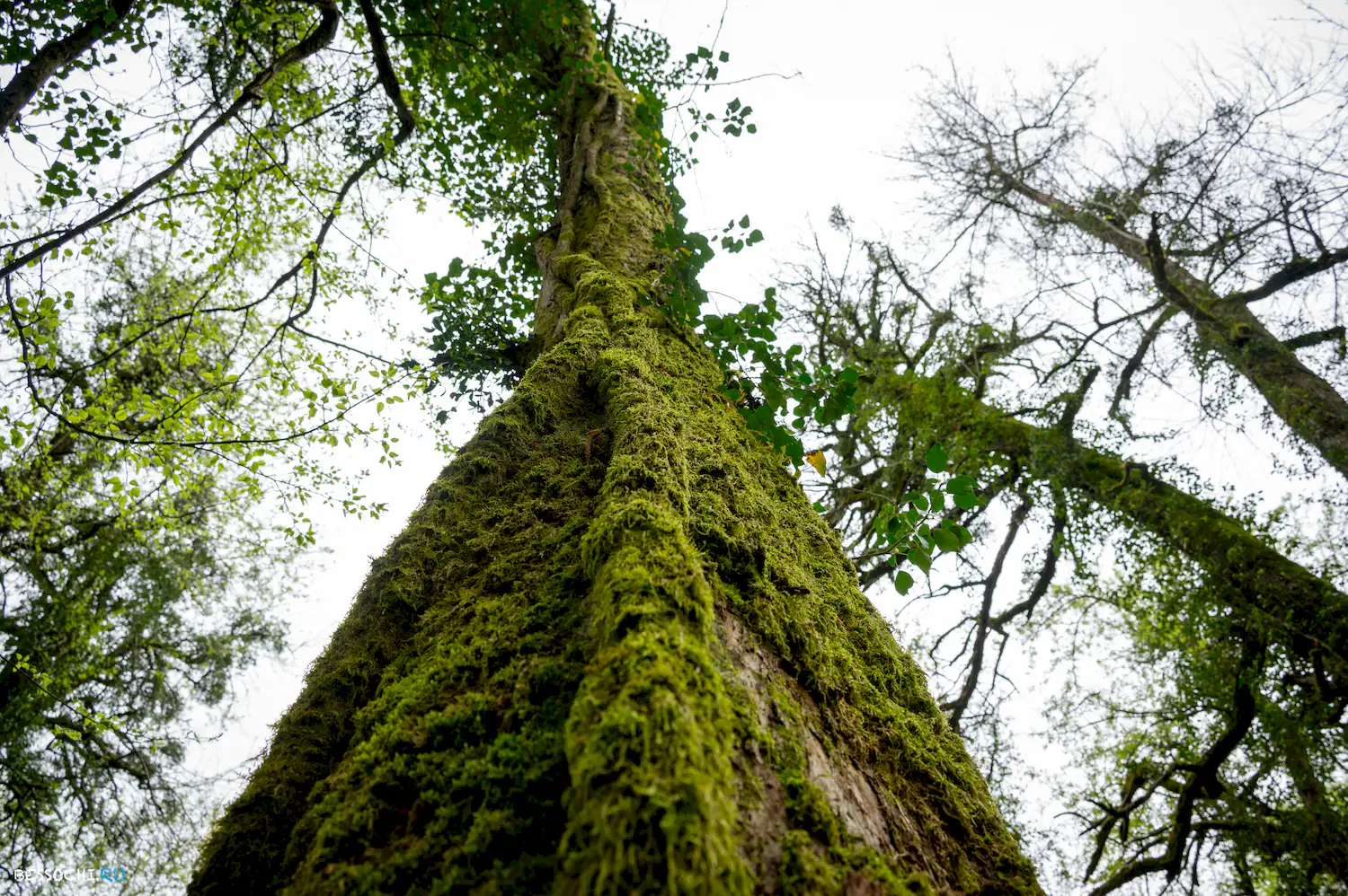 Грушевая поляна