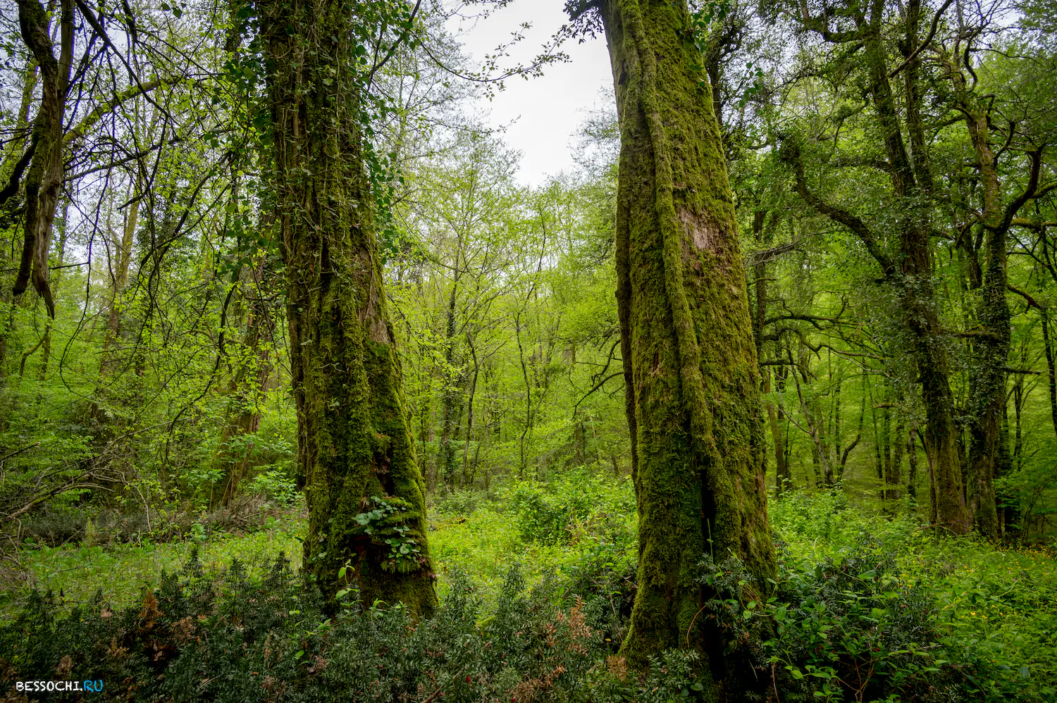 Грушевая поляна