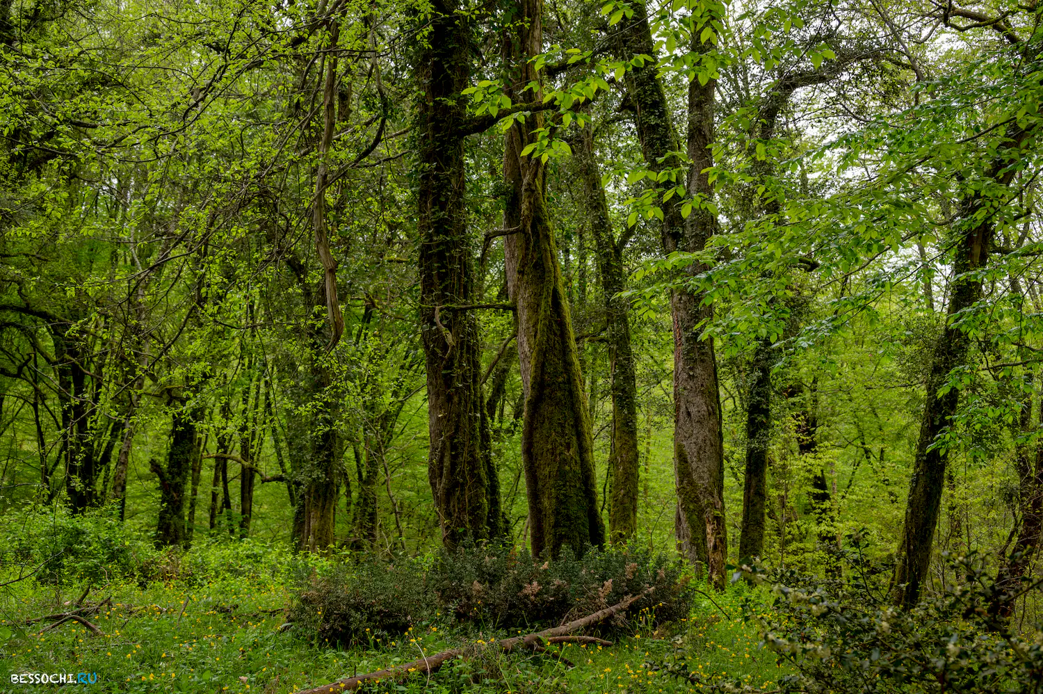 Грушевая поляна