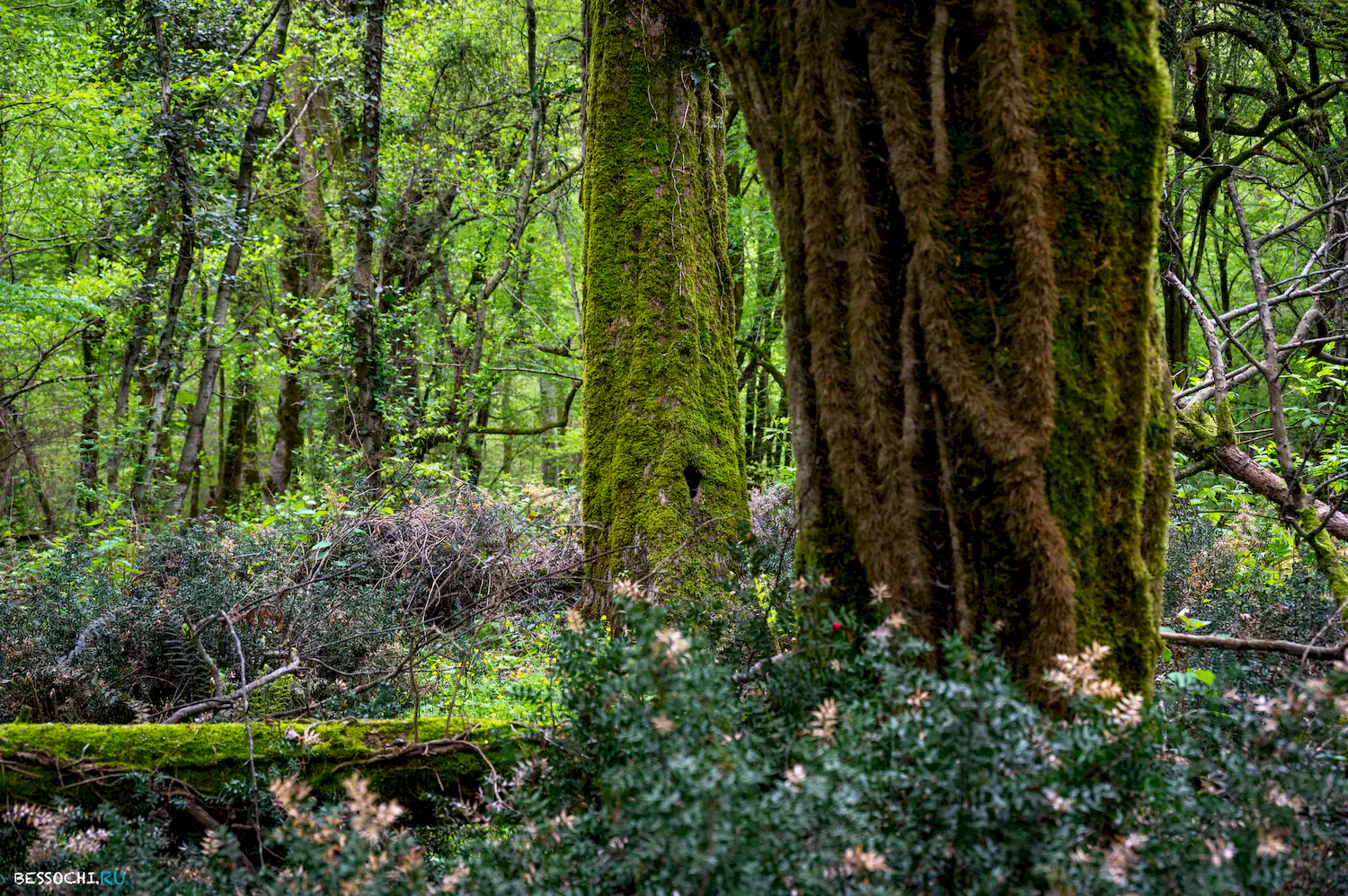 Грушевая поляна