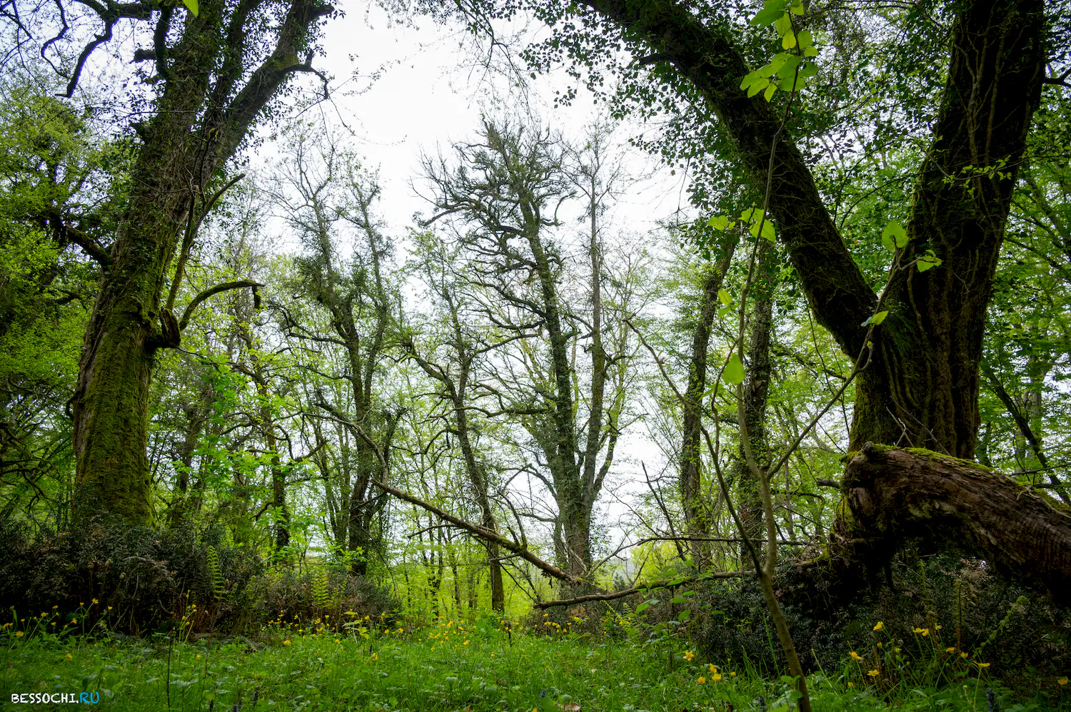 Грушевая поляна