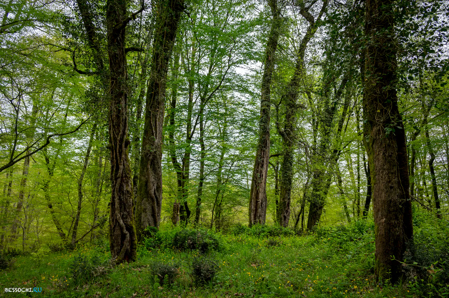 Грушевая поляна