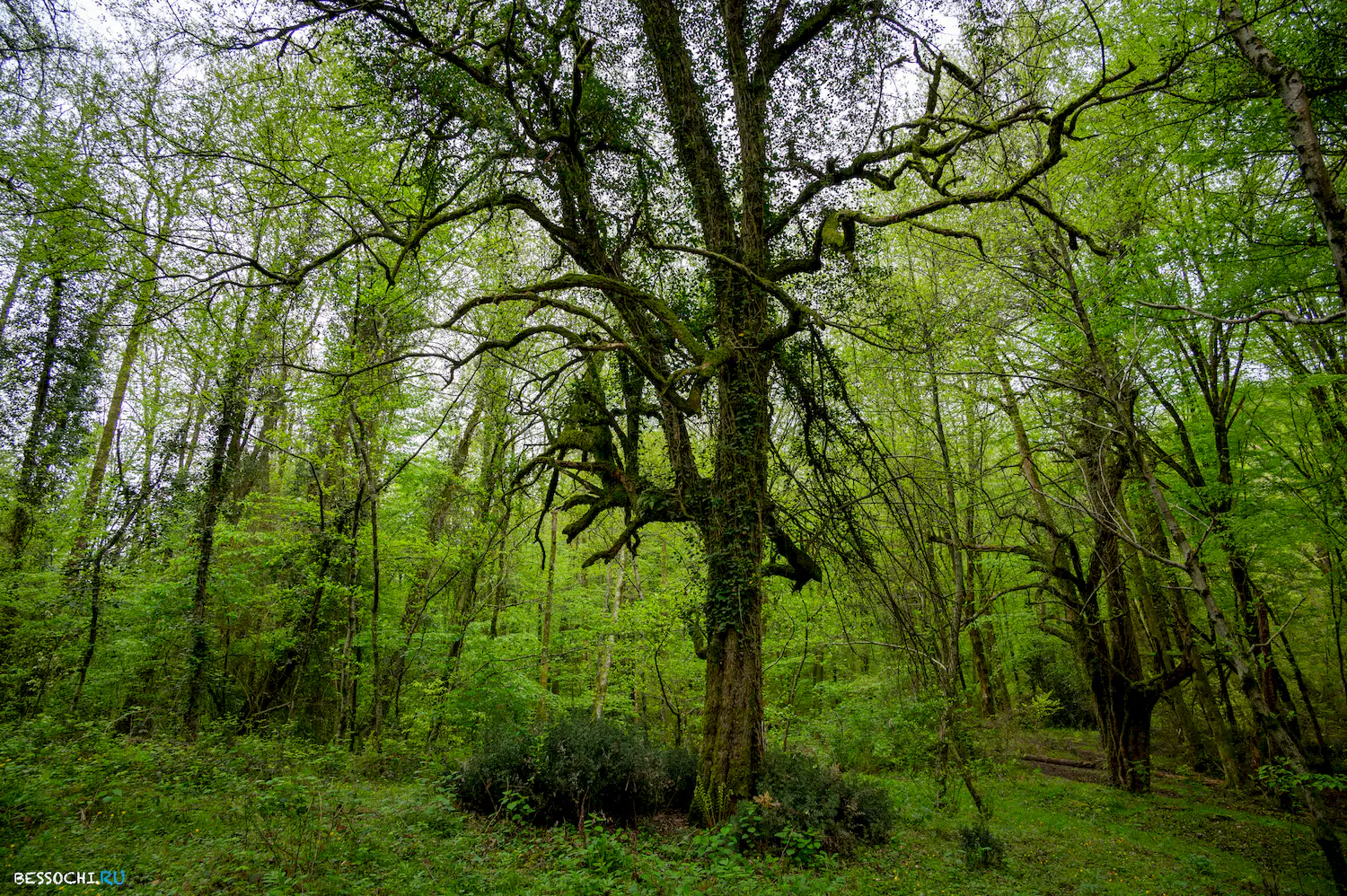 Грушевая поляна