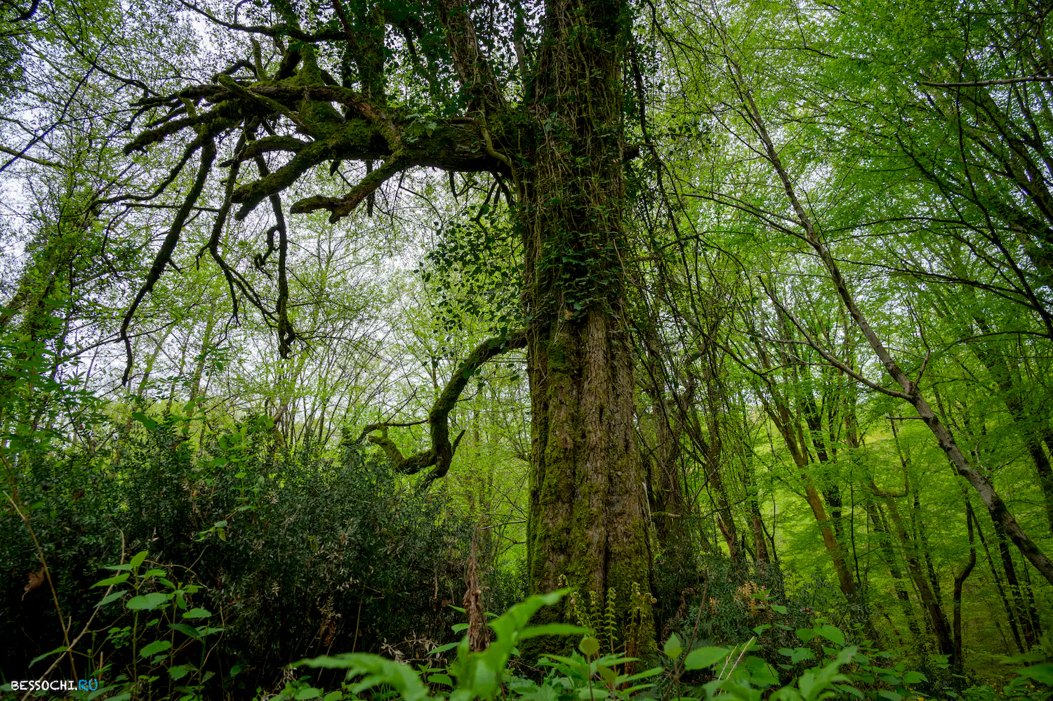 Грушевая поляна