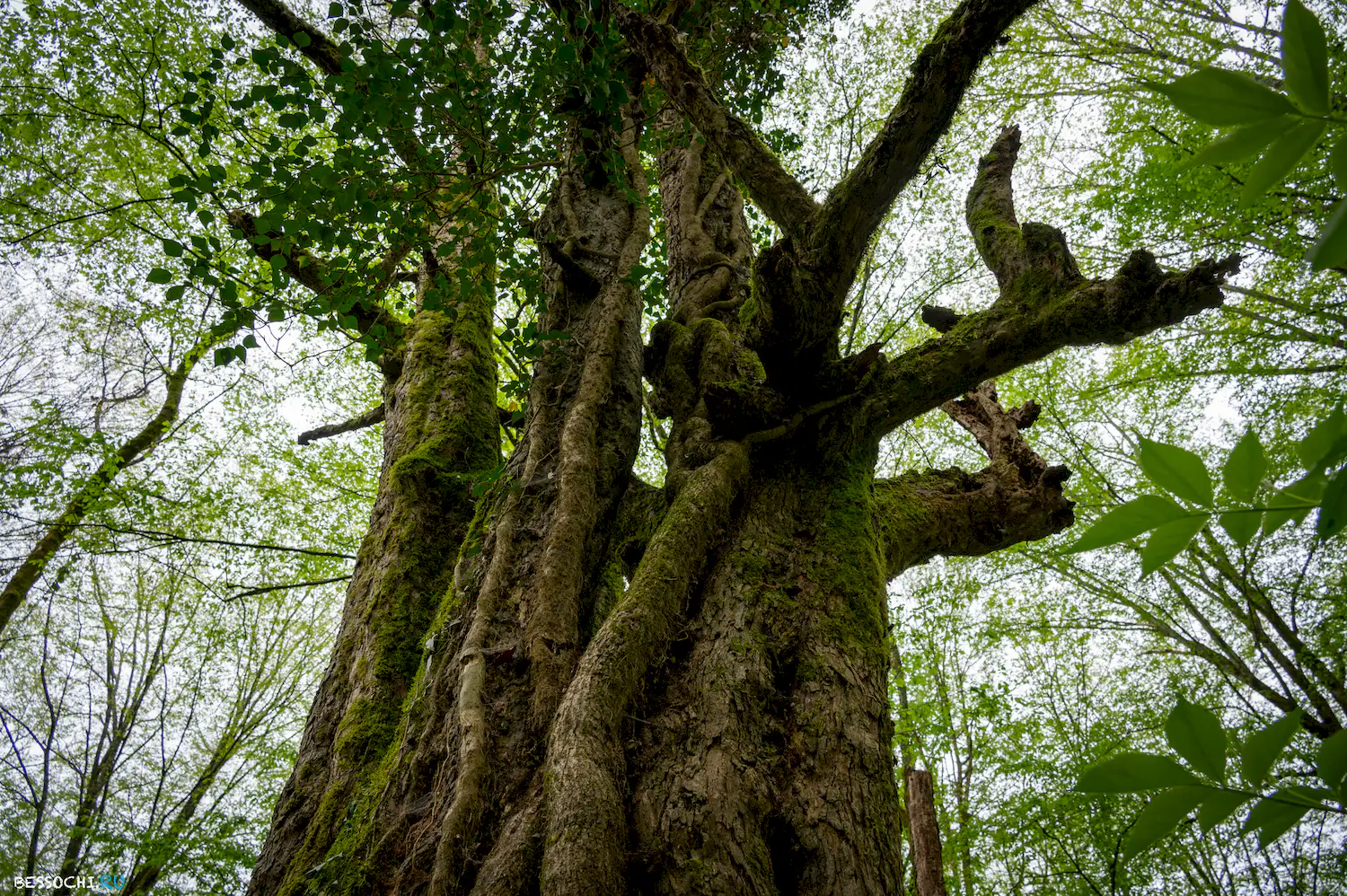 Грушевая поляна