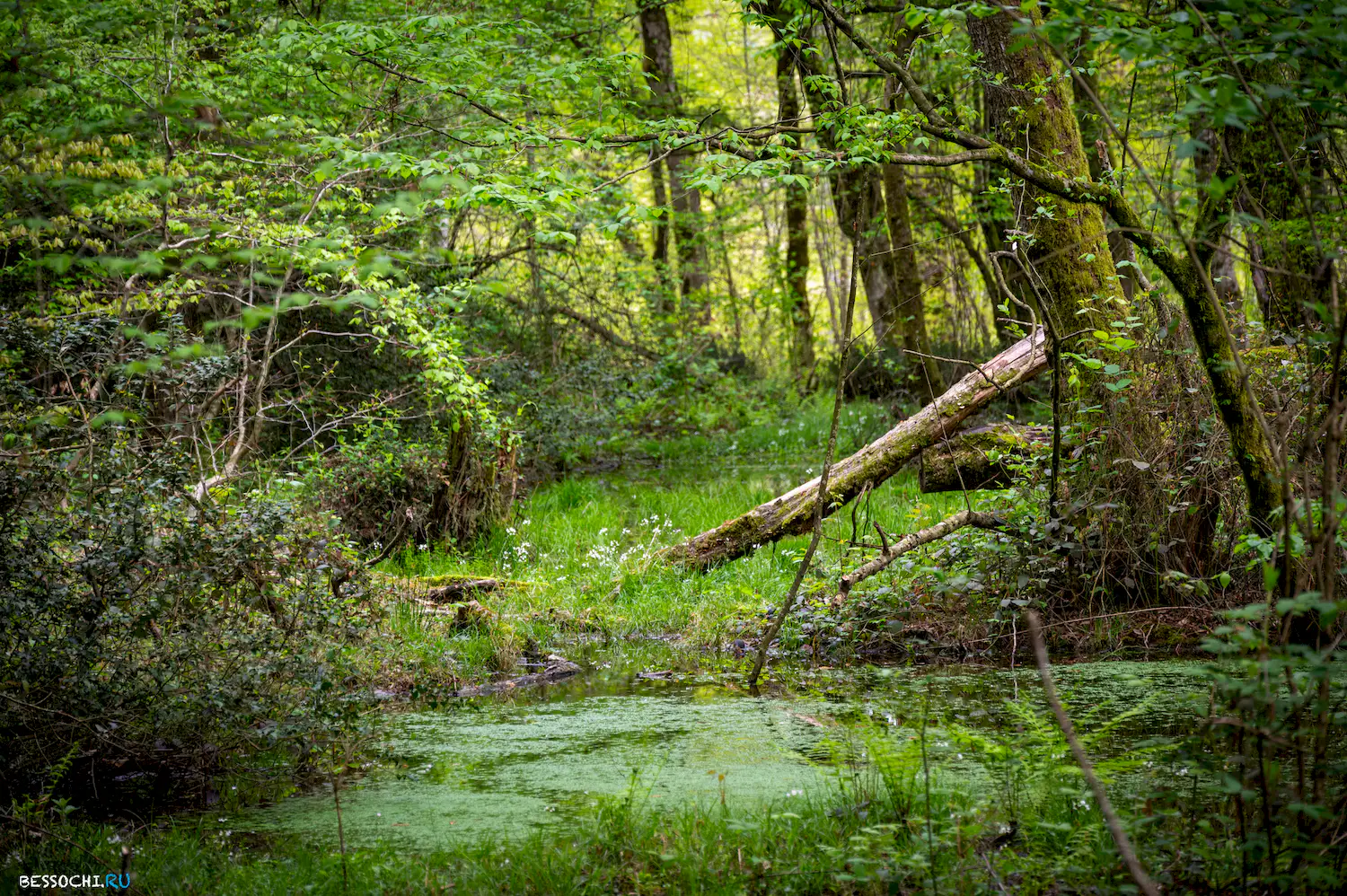 река Кудепста