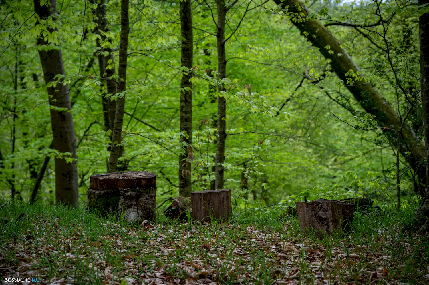 река Кудепста