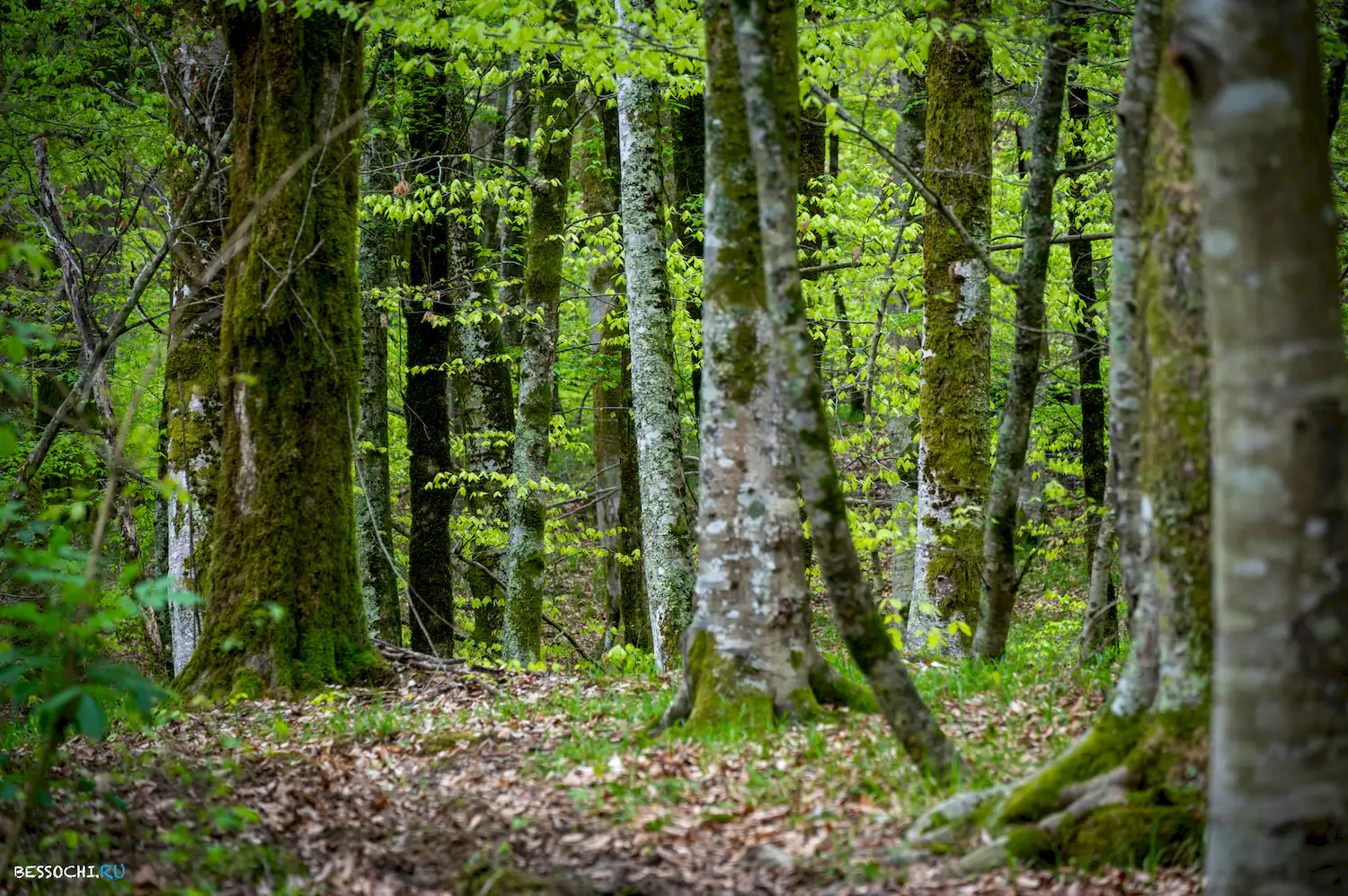 река Кудепста