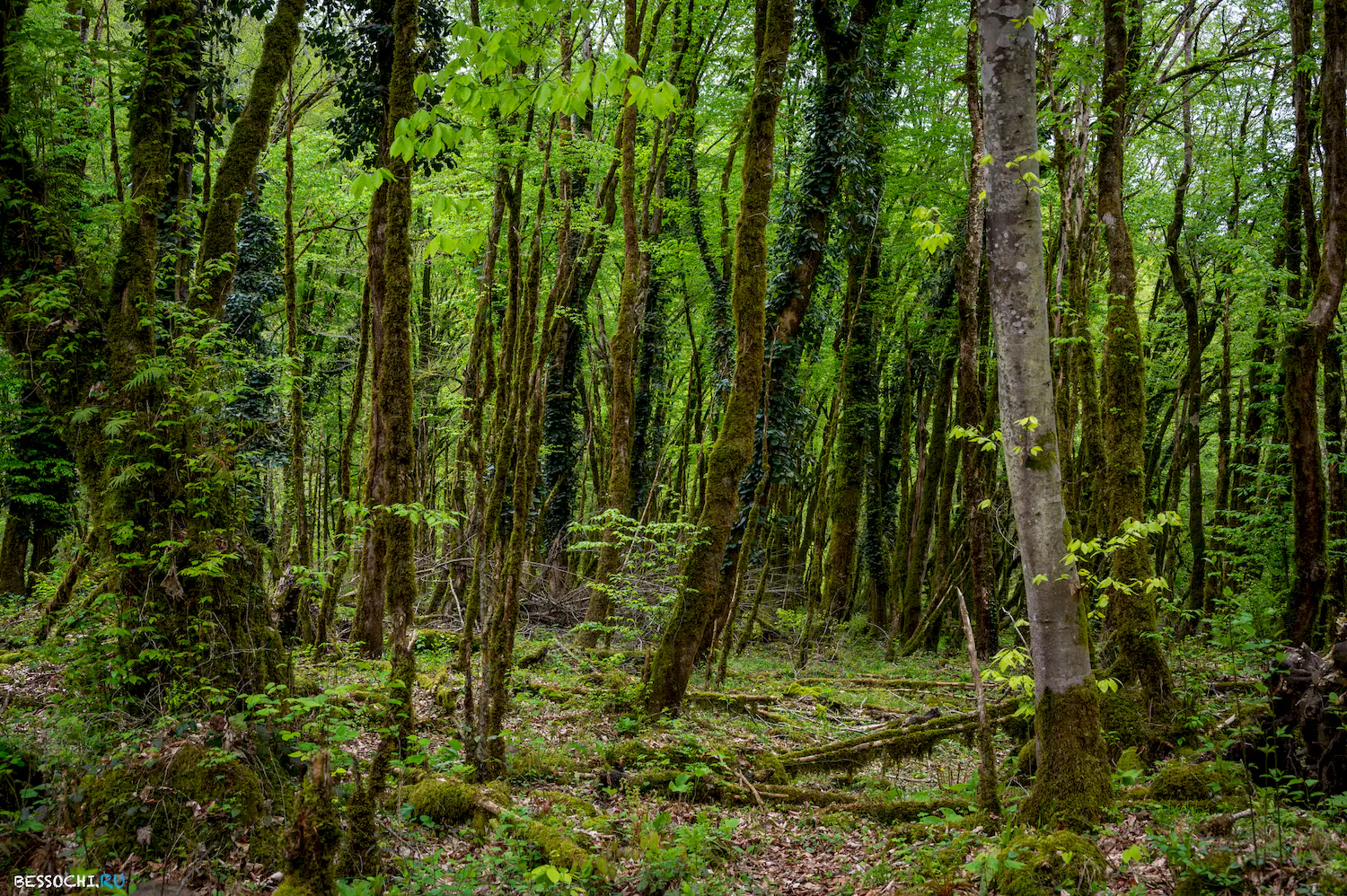 река Кудепста