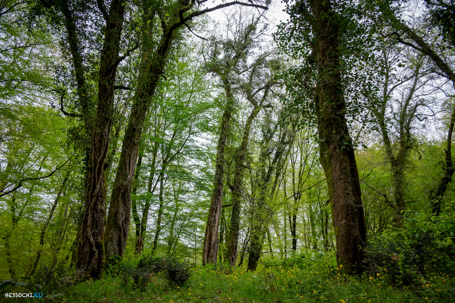Грушевая поляна