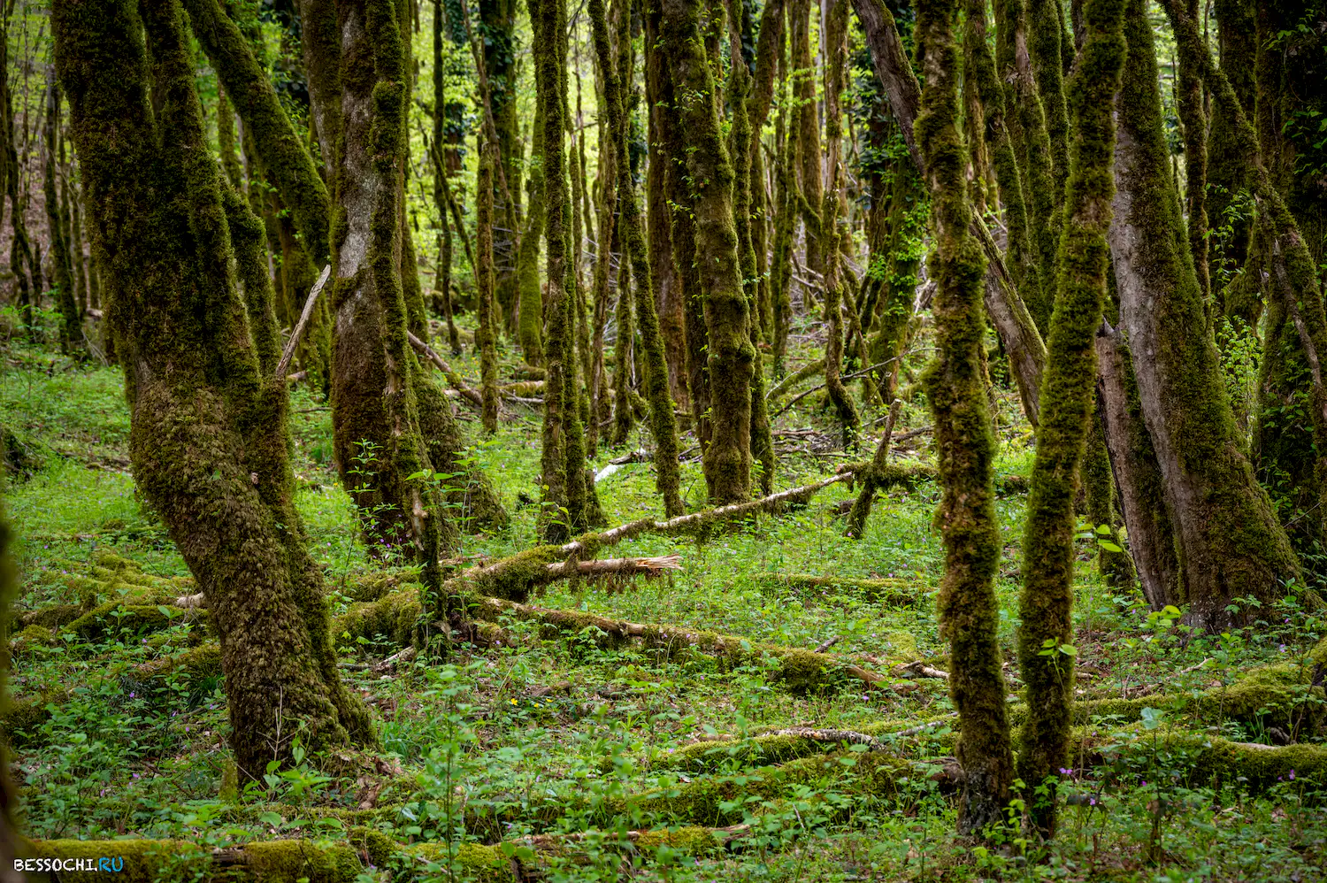 река Кудепста