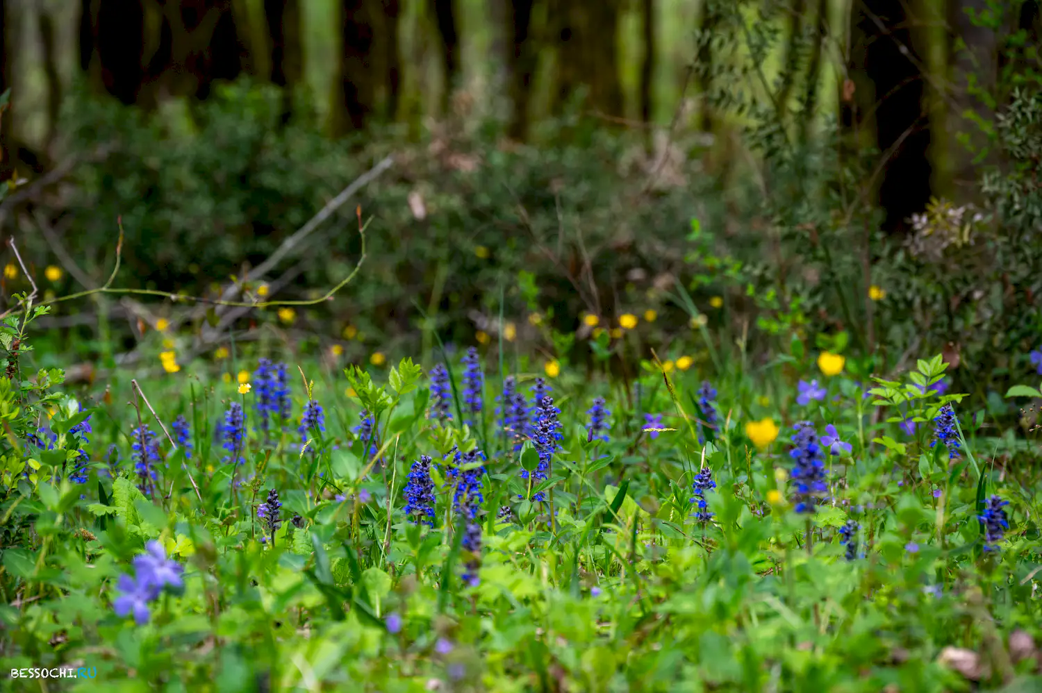 река Кудепста