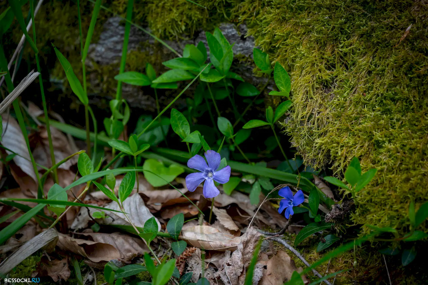 река Кудепста