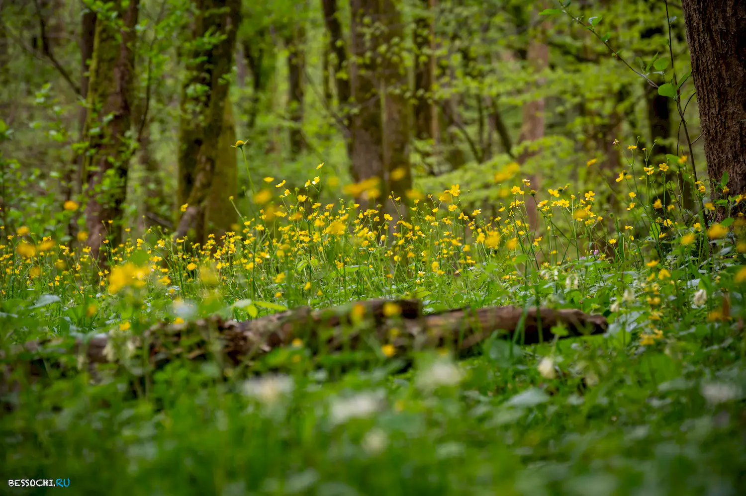 река Кудепста