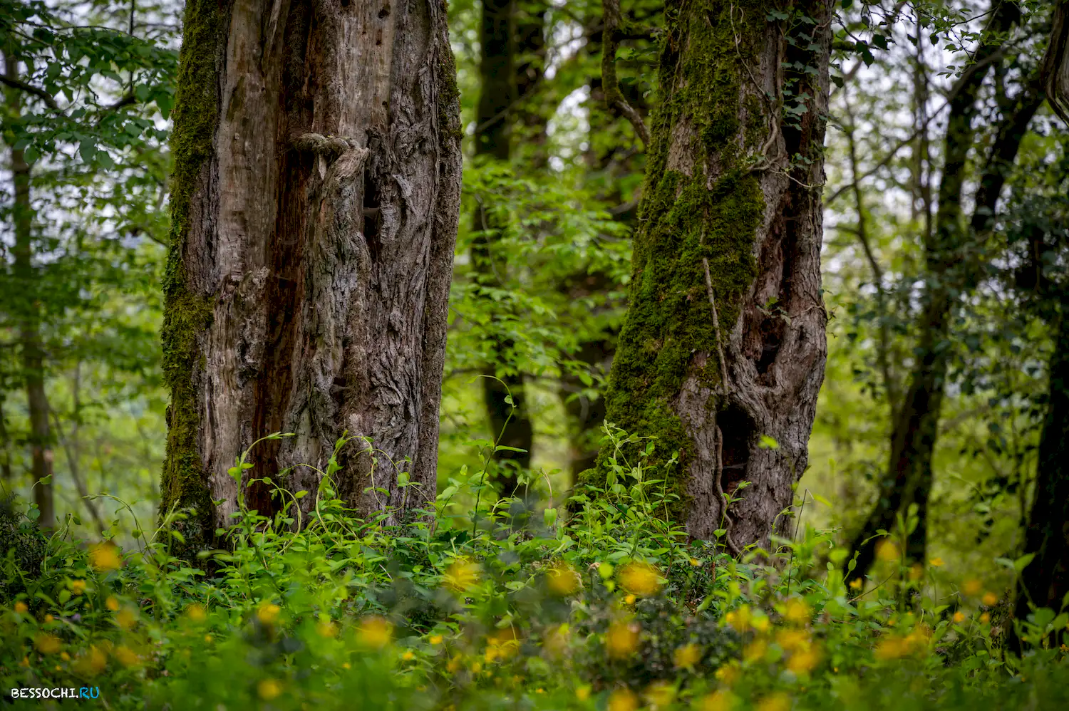 Грушевая поляна