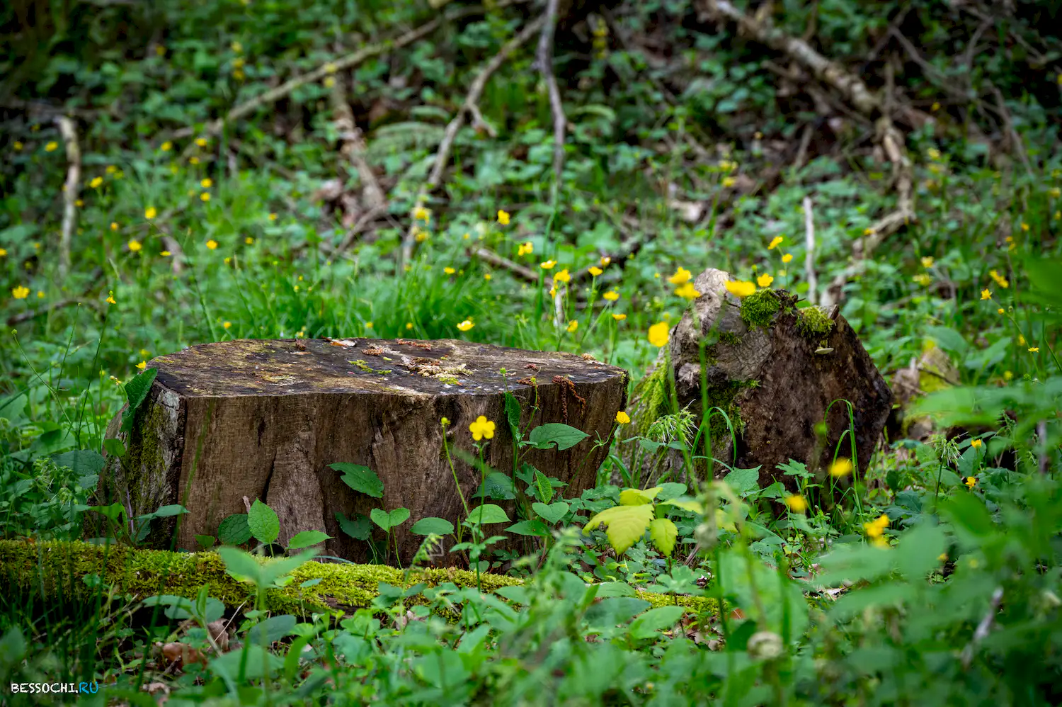 река Кудепста