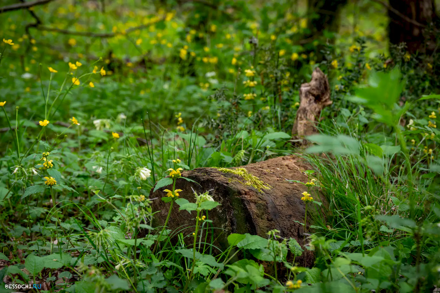 река Кудепста