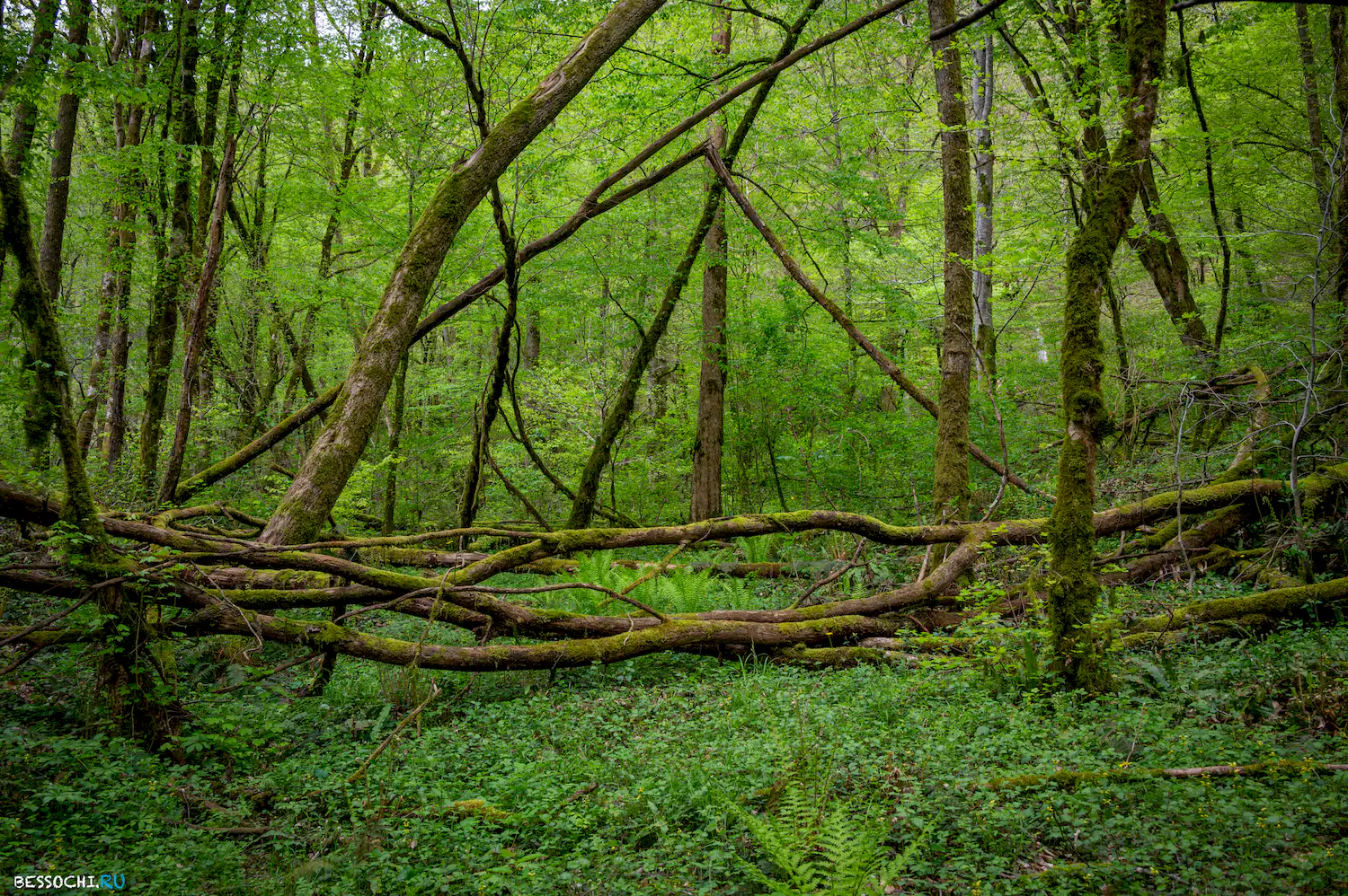 река Кудепста