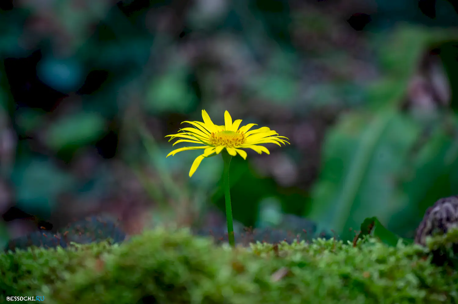 река Кудепста