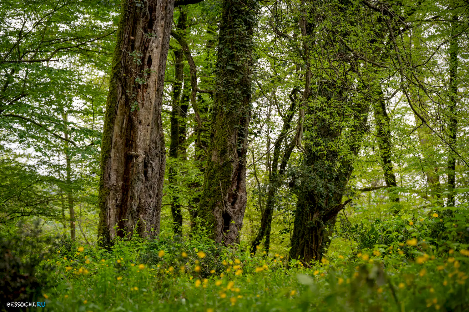 Грушевая поляна