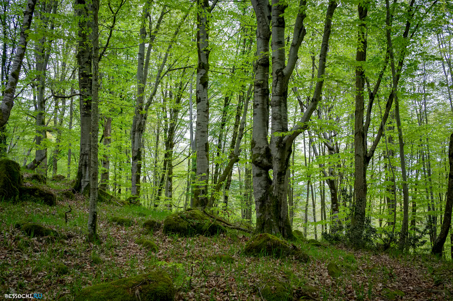 река Кудепста