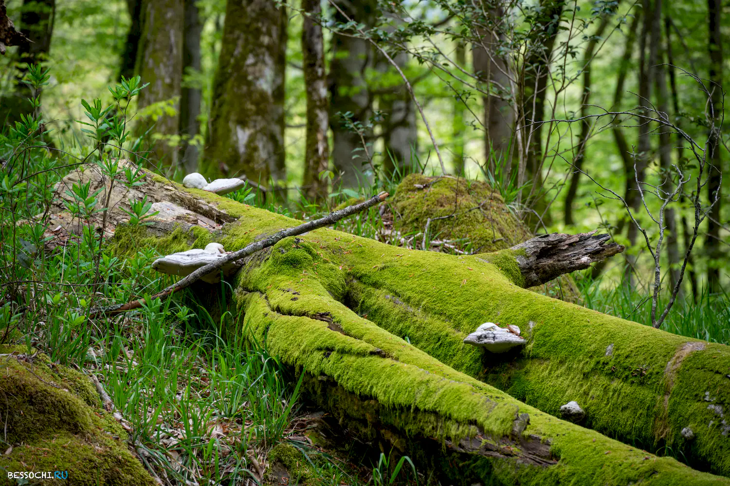 река Кудепста